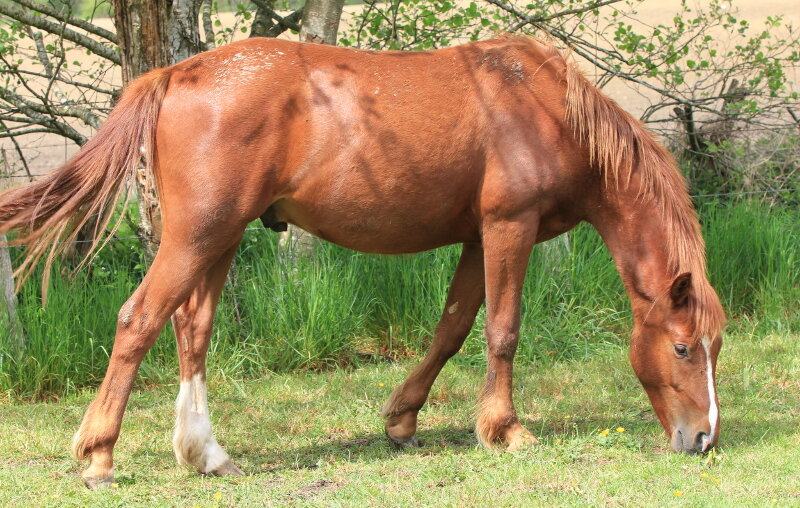 cador.jpg