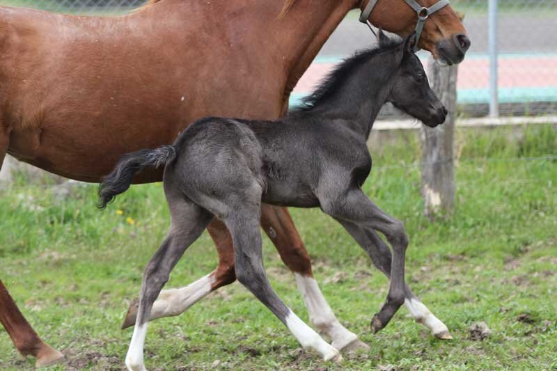 dark-sire-de-blonde.jpg