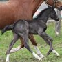 dark-sire-de-blonde.jpg